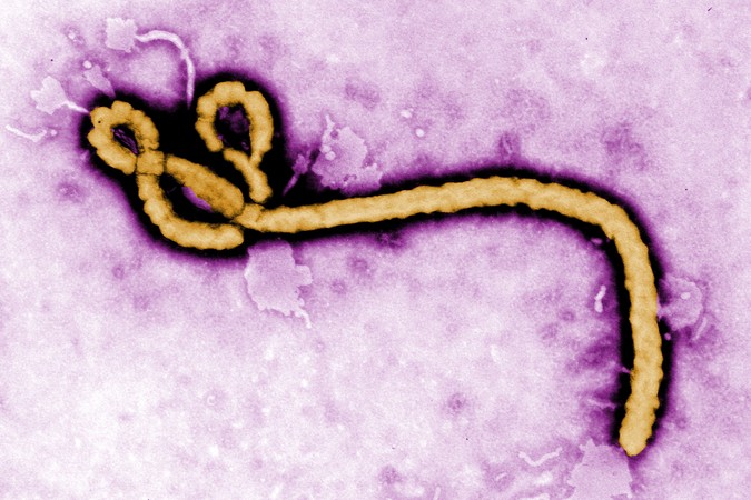 MIT-EbolaBroad-01-press.jpg
