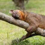 ZAZA_FOSSA10.jpg